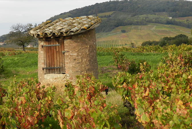 Domaine de Tante Alice : domaine viticole près de Beaujolais, Belleville & Villefranche-sur-Saône (69)