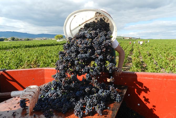 Domaine de Tante Alice : vignoble près de Beaujolais, Belleville & Villefranche-sur-Saône (69)