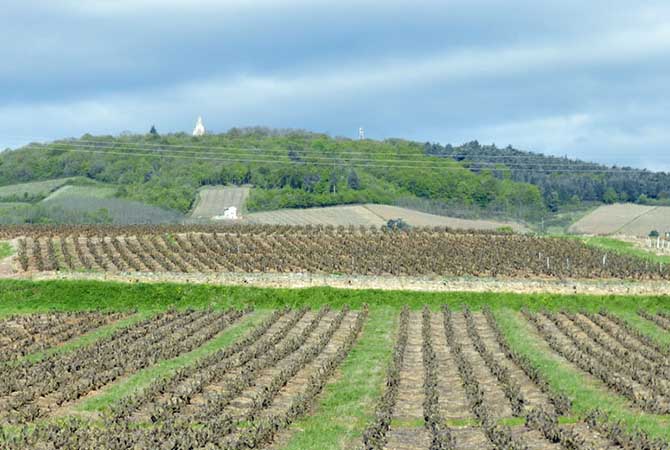 Domaine de Tante Alice : domaine viticole près de Beaujolais, Belleville & Villefranche-sur-Saône (69)